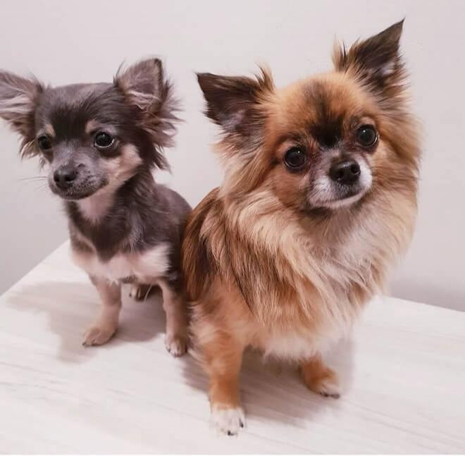 kareshas chihuahuas